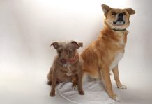 Adoptable Pets of the Week: Echelon and Batgirl