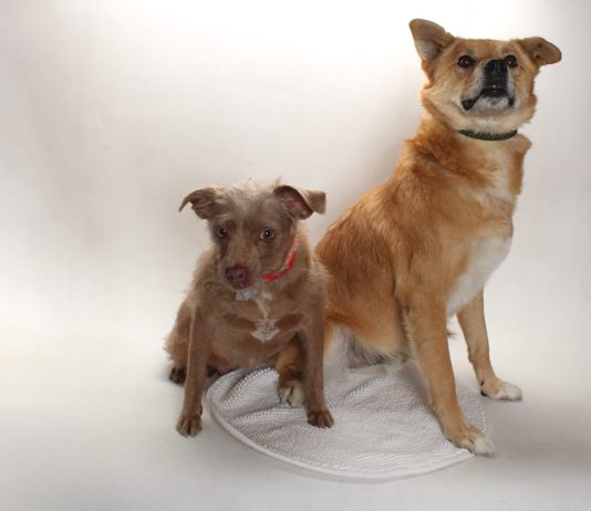 Adoptable Pets of the Week: Echelon and Batgirl
