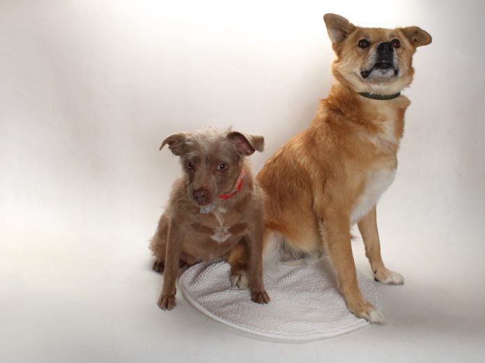 A136383 Batgirl A136382 Echelon If bonded Not Avail Yet