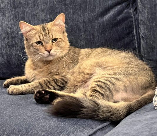 Adoptable Pet of the Week: Floofy