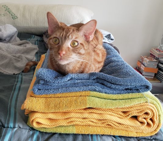 Adoptable Pet of the Week: Jubilee