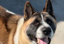 Adoptable Pet of the Week: Porcupine/Bear