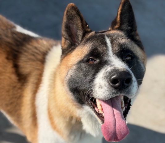 Adoptable Pet of the Week: Porcupine/Bear