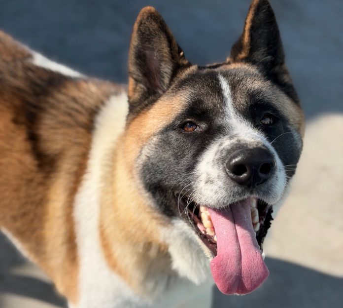 Porcupine Bear A136532 (4)