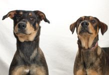 Adoptable Pets of the Week: Blake and Jake