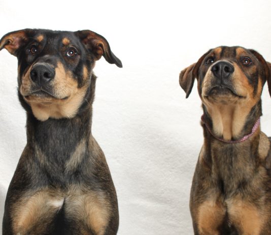 Adoptable Pets of the Week: Blake and Jake