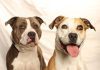 Adoptable Pets of the Week: Milo and Daisy