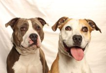 Adoptable Pets of the Week: Milo and Daisy