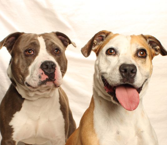 Adoptable Pets of the Week: Milo and Daisy