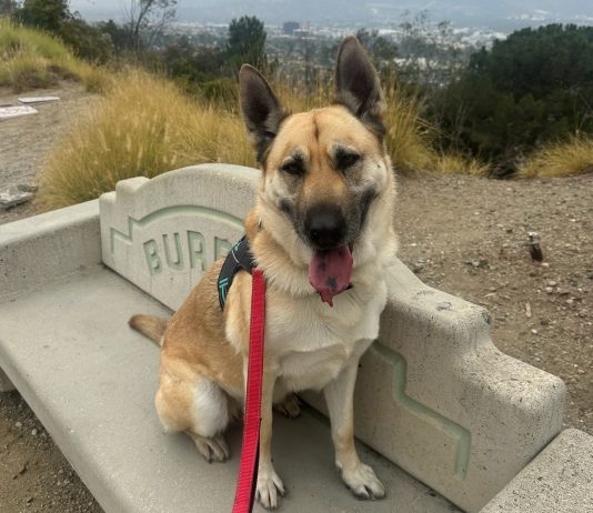 Adoptable Pet of the Week: Lisbeth