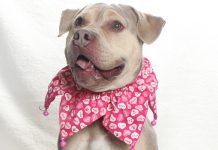 Adoptable Pet of the Week: Face