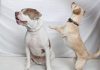 Adoptable Pets of the Week: Pickles and Chico