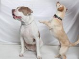 Adoptable Pets of the Week: Pickles and Chico