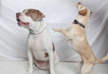 Adoptable Pets of the Week: Pickles and Chico