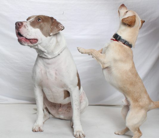 Adoptable Pets of the Week: Pickles and Chico