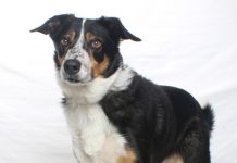 Adoptable Pet of the Week: Willy Boy