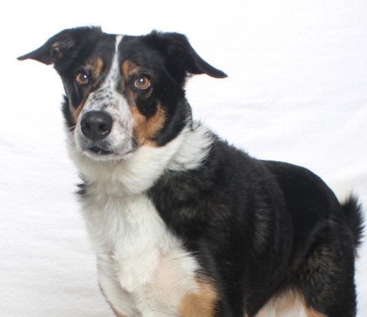 Adoptable Pet of the Week: Willy Boy