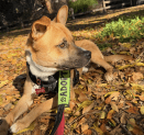 Adoptable Pet of the Week: Beck