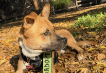 Adoptable Pet of the Week: Beck