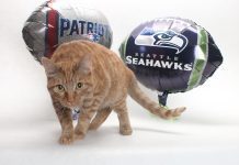 Adoptable Pet of the Week: Jubilee