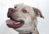 Adoptable Pet of the Week: Roo