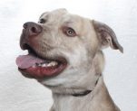 Adoptable Pet of the Week: Roo