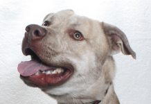 Adoptable Pet of the Week: Roo