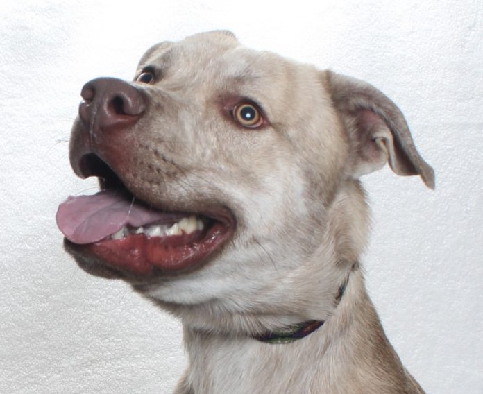 A137997 Roo Mn Pitbull Husky mix 1Y 6M Avail NOW (4)