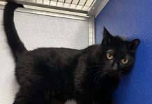 Adoptable Pet of the Week: Ash