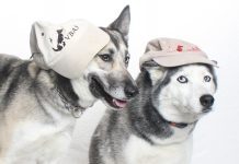 Adoptable Pets of the Week: Boots & Sneakers