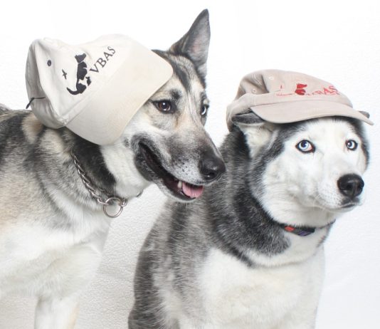 Adoptable Pets of the Week: Boots & Sneakers