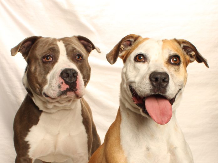 A137064 Daisy A137065 Milo bonded Pittbulls Avail Soon (2)