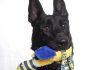 Adoptable Pet of the Week: Dutch