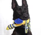 Adoptable Pet of the Week: Dutch