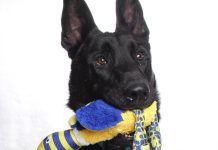 Adoptable Pet of the Week: Dutch