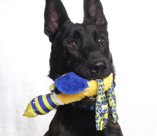 Adoptable Pet of the Week: Dutch