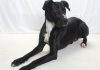 Adoptable Pet of the Week: Disco
