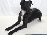 Adoptable Pet of the Week: Disco