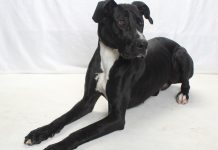 Adoptable Pet of the Week: Disco
