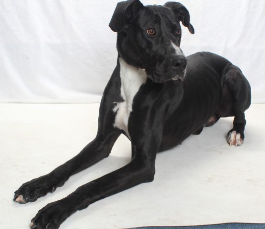 Adoptable Pet of the Week: Disco