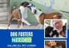 Dog Fosters Needed at the Burbank Animal Shelter