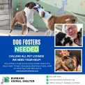 Dog Fosters Needed at the Burbank Animal Shelter