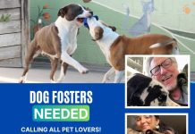 Dog Fosters Needed at the Burbank Animal Shelter
