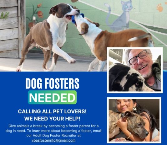 Dog Fosters Needed at the Burbank Animal Shelter