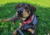 Adoptable Pet of the Week: Jake