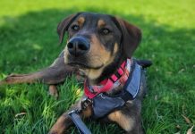 Adoptable Pet of the Week: Jake