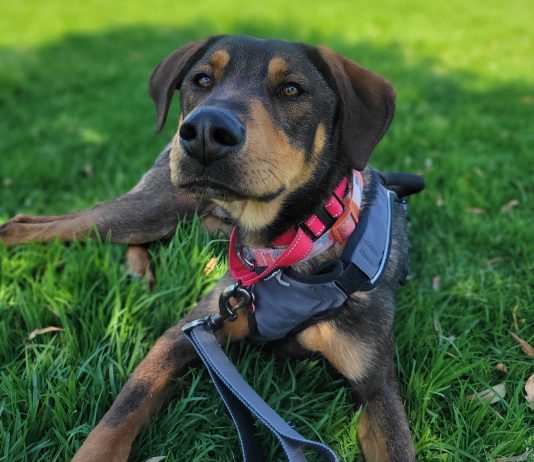 Adoptable Pet of the Week: Jake