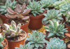 Free Succulent Swap & Ice Cream Social Coming to Mountain View Park
