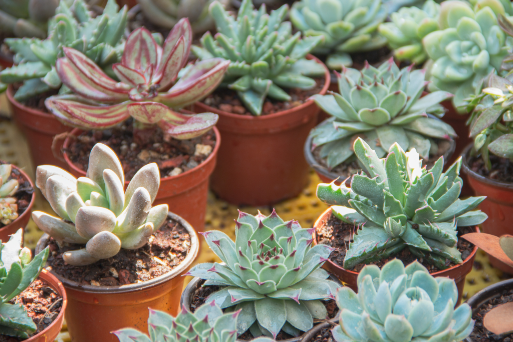 Free Succulent Swap & Ice Cream Social Coming to Mountain View Park