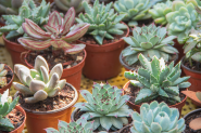 Free Succulent Swap & Ice Cream Social Coming to Mountain View Park